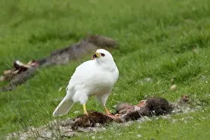 Morph: 80201135 Grey Goshawk white morph - female feeding