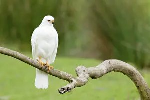 Morph: 80201136 Grey Goshawk white morph - female Bruny