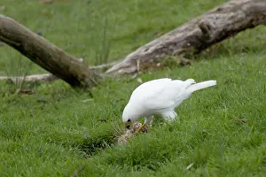 Morph: 80201137 Grey Goshawk white morph - male feeding
