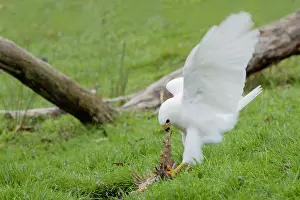Morph: 80201138 Grey Goshawk white morph - male feeding
