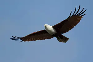 Kite: 80201140 Brahminy Kite - in flight Gold Coast, Queensland