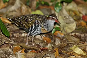 Buff: 80201141 Buff-banded Rail - foraging on forest floor