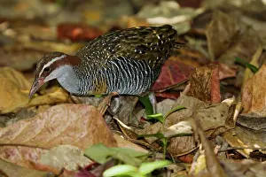 Buff: 80201142 Buff-banded Rail - foraging on forest floor