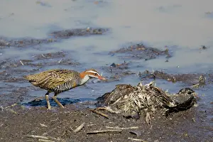 Carrion: 80201143 Buff-banded Rail - feeding at carrion Atherton