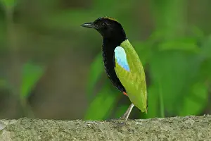 Pitta: 80201144 Rainbow Pitta - foraging on rainforest