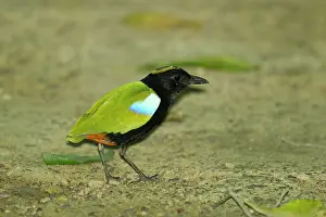 Pitta: 80201145 Rainbow Pitta - foraging on rainforest
