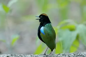 Howard: 80201146 Rainbow Pitta - calling Howard Spring