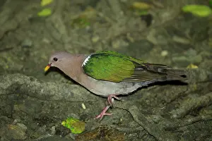 Floor: 80201148 Emerald Dove - foraging on rainforest floor