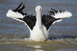 Cairns: 80201150 Australian Pelican - washing Cairns, Queensland