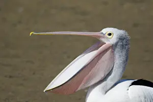 Cairns: 80201151 Australian Pelican - open bill Cairns