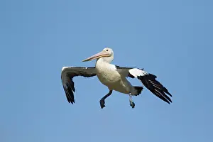Coming: 80201153 Australian Pelican - coming in to land