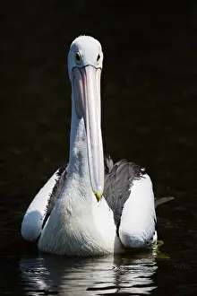 Cairns: 80201154 Australian Pelican Cairns, Queensland