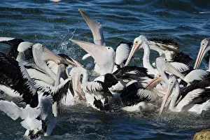 Frenzy: 80201157 Australian Pelican - feeding frenzy Kangaroo
