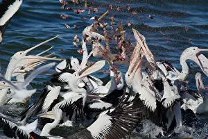 Frenzy: 80201158 Australian Pelican - feeding frenzy Kangaroo