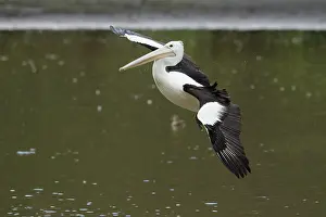 Coming: 80201162 Australian Pelican - coming in to land
