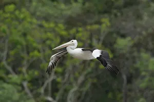 Cairns: 80201163 Australian Pelican - in flight Cairns