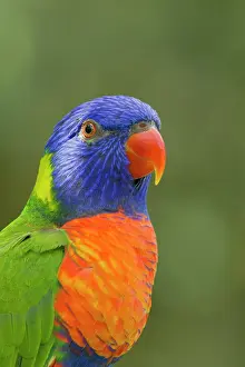 Lorikeet: 80201164 Rainbow Lorikeet Atherton Tablelands, Queensland