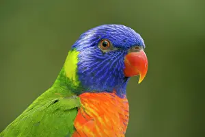Lorikeet: 80201165 Rainbow Lorikeet Atherton Tablelands, Queensland