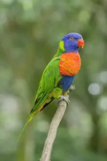 Lorikeet: 80201166 Rainbow Lorikeet Atherton Tablelands, Queensland