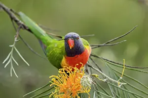 Bottlebrush: 80201167 Rainbow Lorikeet - feeding on bottlebrush
