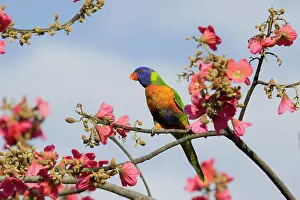Lorikeet: 80201168 Rainbow Lorikeet - feeding on flowers Cairns