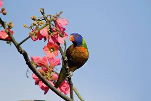 Lorikeet: 80201169 Rainbow Lorikeet - feeding on flowers Cairns