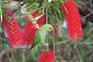 Bottlebrush: 80201170 Purple-crowned Lorikeet - feeding on bottlebrush