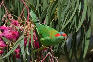 Musk: 80201171 Musk Lorikeet - feeding on Eucalyptus flowers