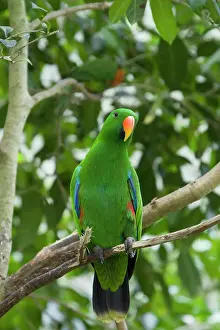 Eclectus: 80201181 Eclectus Parrot - male Eclectus roratus