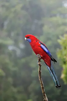 Crimson: 80201183 Crimson Rosella - in rainforest habitat