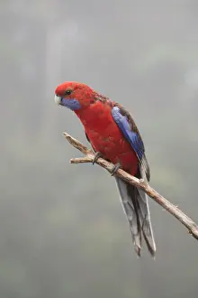 Crimson: 80201184 Crimson Rosella - in misty rainforest habitat
