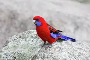 Crimson: 80201185 Crimson Rosella Lamington National Park