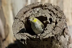 Forty: 80201186 Forty Spotted Pardalote - emerging from