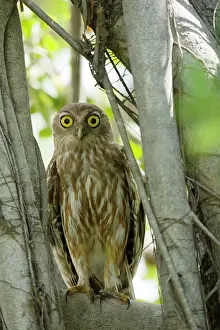 Barking: 80201187 Barking Owl Kakadu National Park, Northern