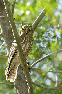 Barking: 80201188 Barking Owl Kakadu National Park, Northern