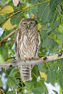 Barking: 80201189 Barking Owl Kakadu National Park, Northern