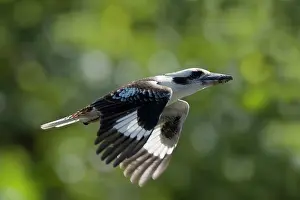 Laughing: 80201191 Laughing Kookaburra - in flight Cairns