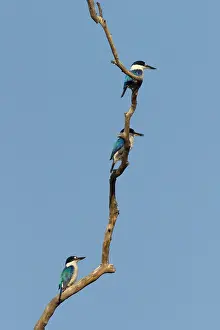 Kakadu: 80201192 Forest Kingfisher - three on branch Kakadu