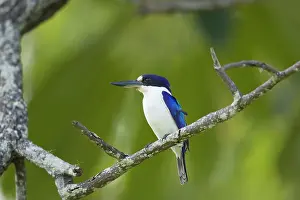 Daintree: 80201193 Forest Kingfisher Daintree, Queensland