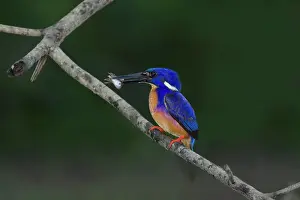 Azure: 80201194 Azure Kingfisher - with fish Daintree