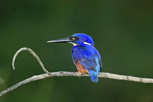 Azure: 80201195 Azure Kingfisher Daintree, Queensland