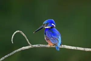 Azure: 80201196 Azure Kingfisher Daintree, Queensland