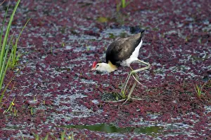 Comb: 80201197 Comb-crested Jacana Atherton Tablelands