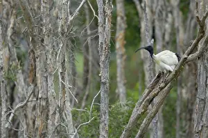 Ibis: 80201198 Australian White Ibis - on nesting grounds
