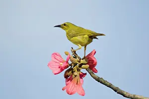 Honeyeater: 80201199 Yellow Honeyeater Cairns, Queensland, Australia