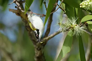 Honeyeater: 80201200 White-throated Honeyeater Kakadu National