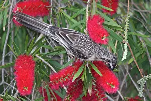 Bottlebrush: 80201201 Red Wattlebird - feeding on Bottlebrush