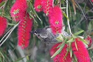 Bottlebrush: 80201202 Red Wattlebird - feeding on Bottlebrush