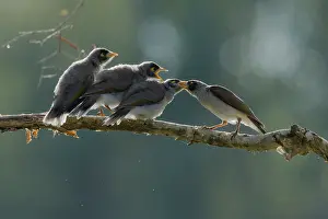 Miner: 80201203 Noisy Miner - Parent feeding three fledglings
