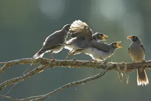 Miner: 80201204 Noisy Miner - Parent feeding three fledglings